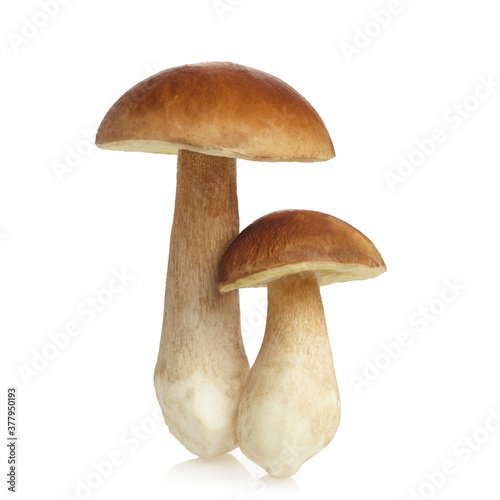 Boletus mushroom isolated on white background. King bolete.