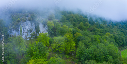 Beech forest in the surroundings of the Sierra de Hornijo near Ramales de la Victoria in the Autonomous Community of Cantabria. Spain  Europe