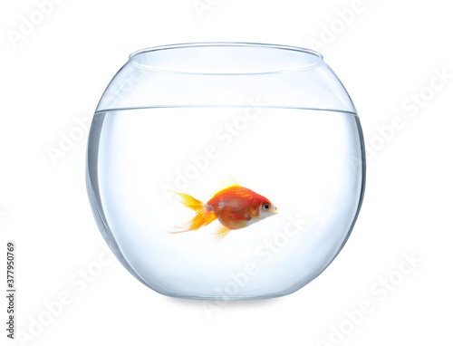 Beautiful bright small goldfish in round glass aquarium isolated on white