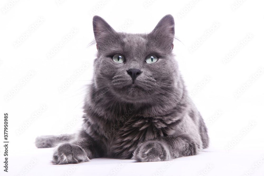 Fototapeta premium Portrait de chat