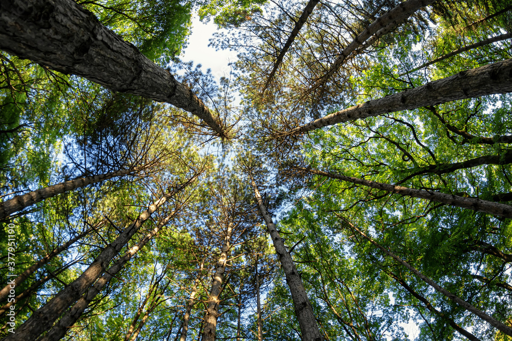 Fototapeta premium Bottom-up view of the crown of tall trees