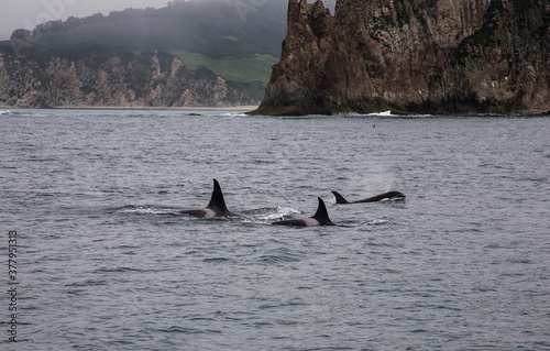 Killer whales with huge dorsal fins swim on background of rocks. Backs of huge dolphin in water in sea of Japan observing animal world. Real adventure in Kamchatka, Russian far East. Copyright space © Alex Vog
