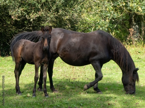 beautiful new forest pony with her foal