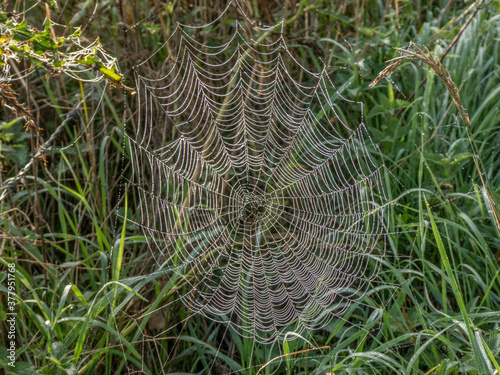 beautiful cobweb glistening in the early morning sunshine after the rain