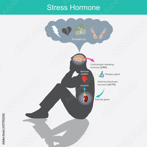 Stress Hormone. Diagram showing the stress response in human body from stimulation of the brain..