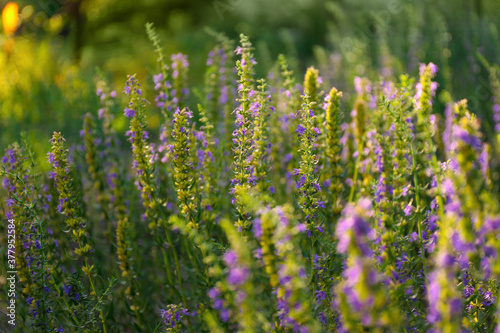 Many beautiful blooming hyssop plants outdoors  closeup