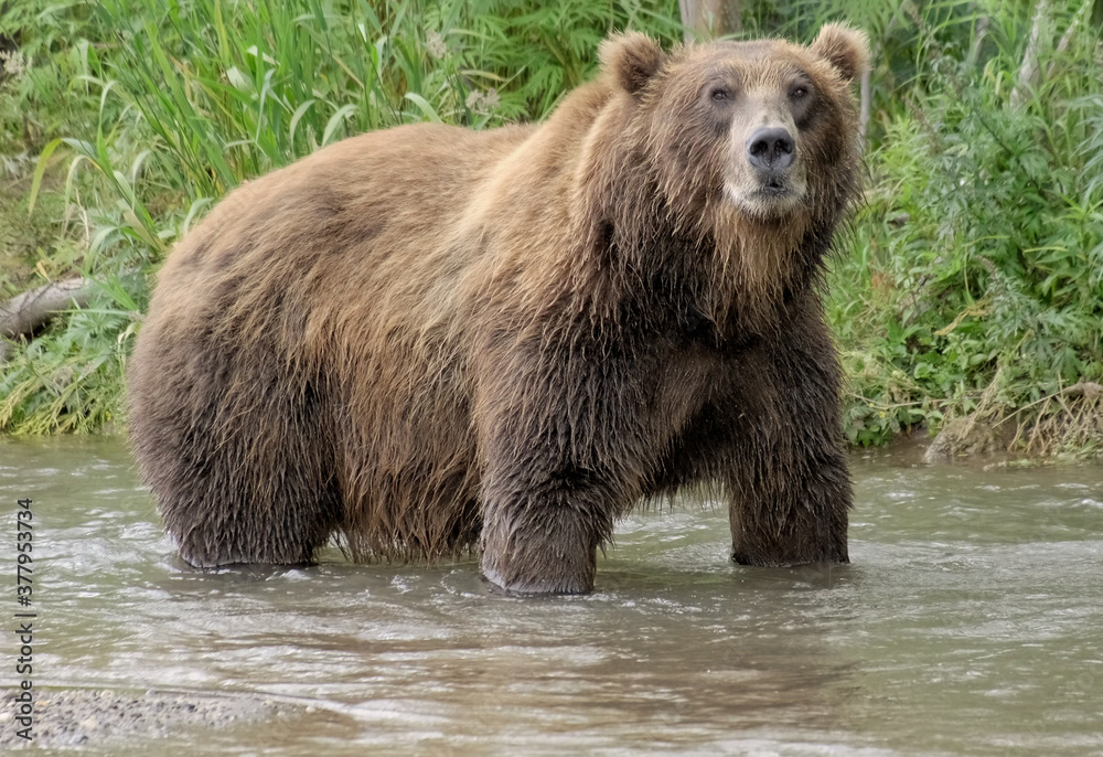 Big brown bear fishes in the river