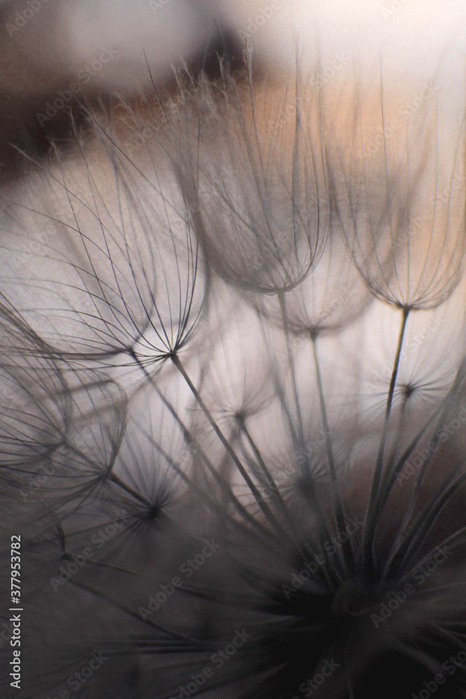 Obraz premium Dandelion silhouette close-up