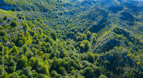 Beech forest in the surroundings of the Sierra de Hornijo near Ramales de la Victoria in the Autonomous Community of Cantabria. Spain, Europe © JUAN CARLOS MUNOZ