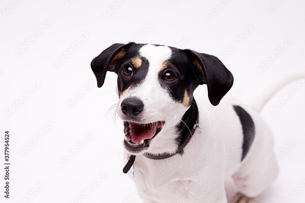 Portraite of adorable, happy puppy of Jack Russell Terrier. Cute smiling dog on white background. Free space for text. Portraite of adorable, happy puppy of Jack Russell Terrier. Cute smiling dog on white background. Free space for text.