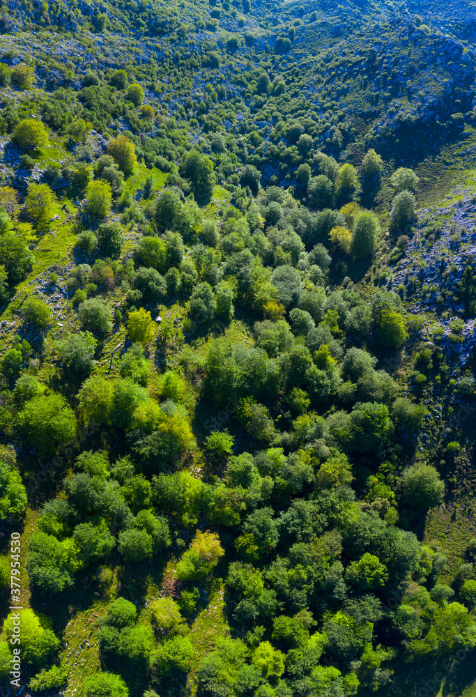 Beech forest in the surroundings of the Sierra de Hornijo near Ramales de la Victoria in the Autonomous Community of Cantabria. Spain, Europe Beech forest in the surroundings of the Sierra de Hornijo near Ramales de la Victoria in the Autonomous Community of Cantabria. Spain, Europe
