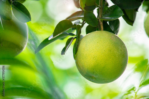 On the grapefruit tree, the grapefruit is fruity and full
