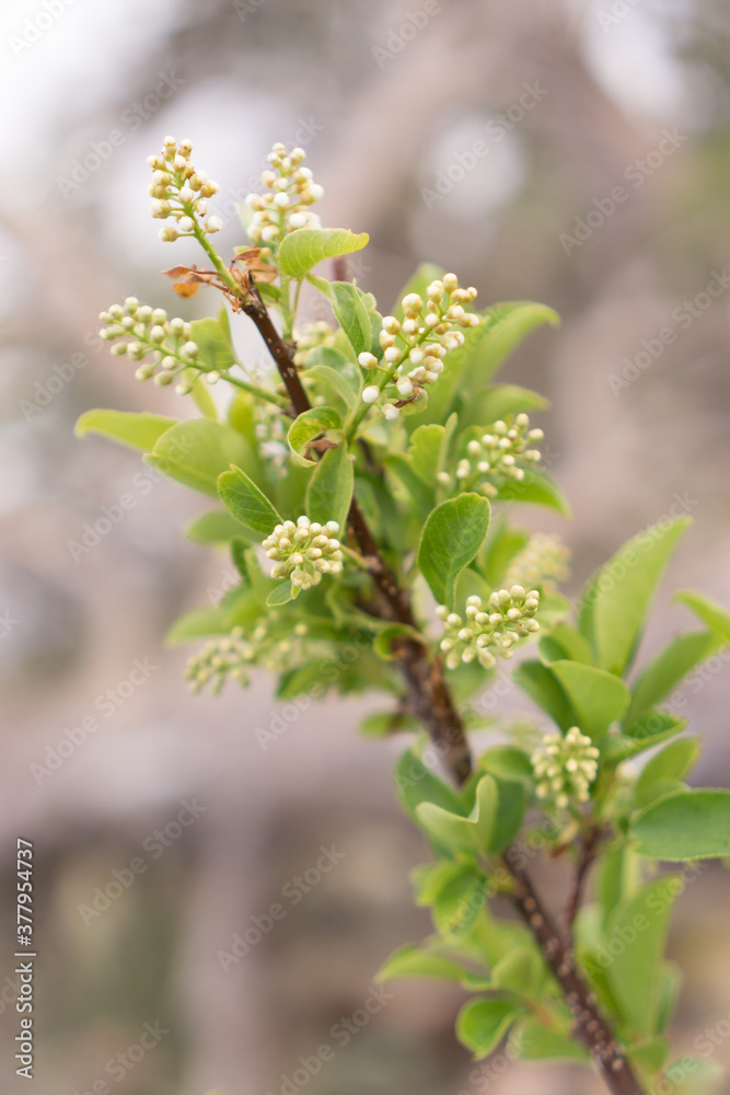 Fototapeta premium whiteflowers
