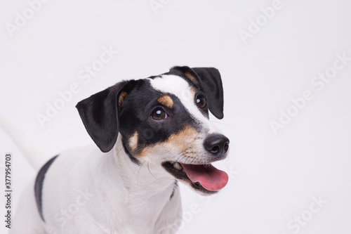 Portraite of adorable, happy puppy of Jack Russell Terrier. Cute smiling dog on white background. Free space for text.