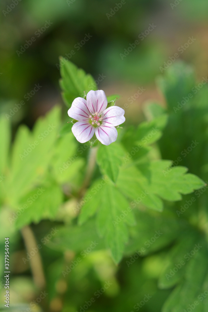 Siberian geranium (Geranium sibiricum) grows in nature Siberian geranium (Geranium sibiricum) grows in nature