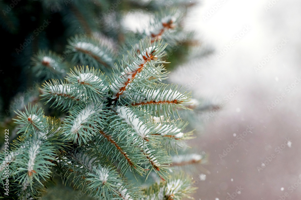 Snow-covered spruce branch on a blurred background Snow-covered spruce branch on a blurred background