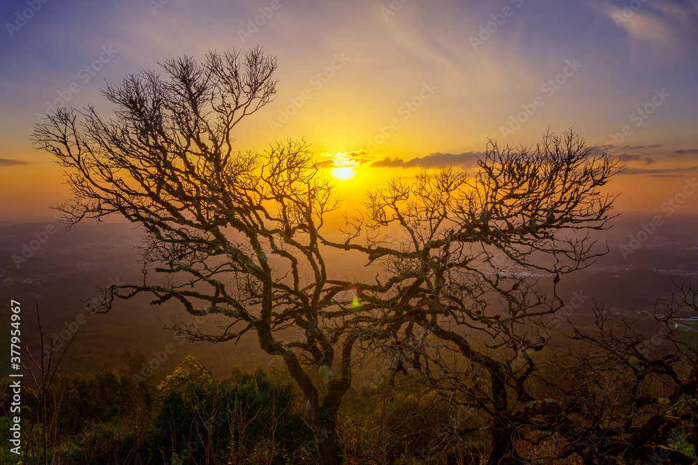 Bare branches of an old tree on a sunset background, view from the mountain, Portugal Bare branches of an old tree on a sunset background, view from the mountain, Portugal