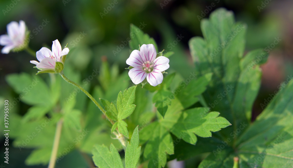 Siberian geranium (Geranium sibiricum) grows in nature Siberian geranium (Geranium sibiricum) grows in nature