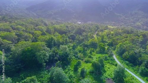 Road leading through a lush forest photo