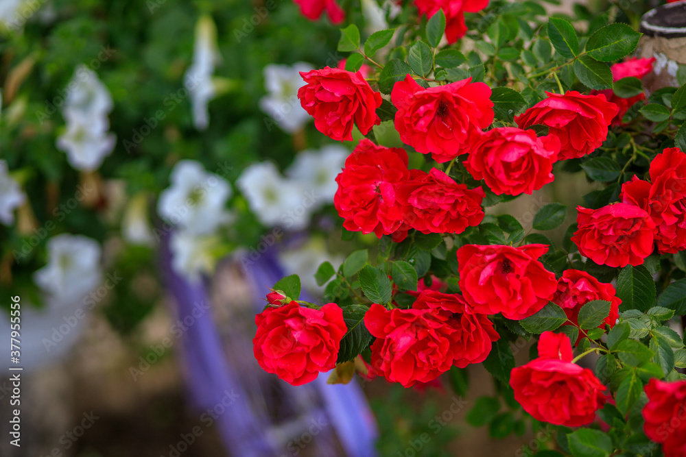 Red roses with green leaves