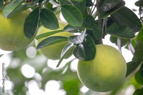 On the grapefruit tree, the grapefruit is fruity and full