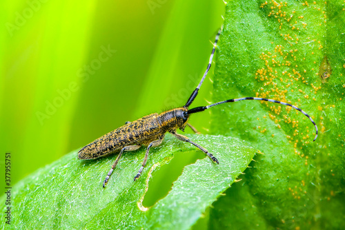 Beetle agapanthia villosoviridescens sits on a leaf of grass photo