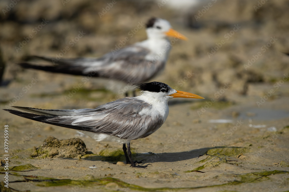 Closeup of a Greater Crested Tern at Busaiteen coast, Bahrain