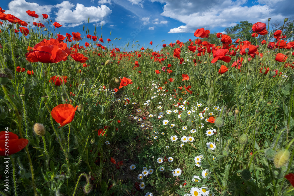 Field of poppy flowers and daisies at summer