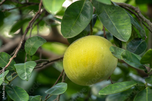 On the grapefruit tree, the grapefruit is fruity and full