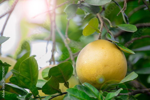 On the grapefruit tree, the grapefruit is fruity and full