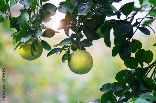 On the grapefruit tree, the grapefruit is fruity and full
