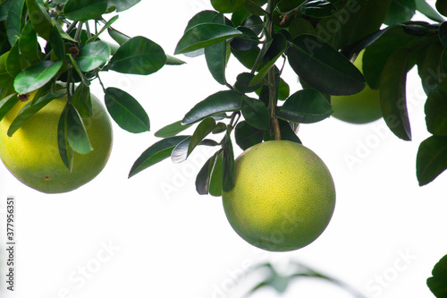 On the grapefruit tree, the grapefruit is fruity and full