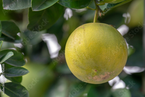On the grapefruit tree, the grapefruit is fruity and full