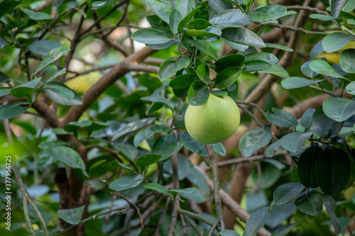 On the grapefruit tree, the grapefruit is fruity and full