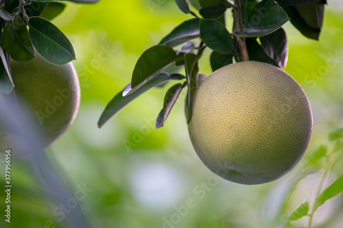 On the grapefruit tree, the grapefruit is fruity and full