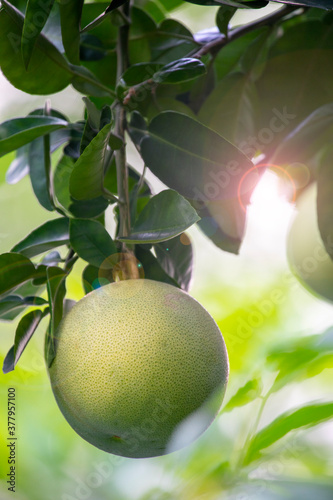 On the grapefruit tree, the grapefruit is fruity and full