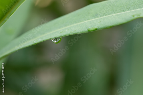 Water droplets on leaf. The morning dew on leaf. Fresh and Wet. Lush green leaf.