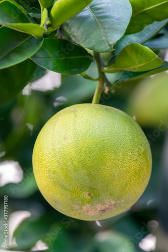 On the grapefruit tree, the grapefruit is fruity and full