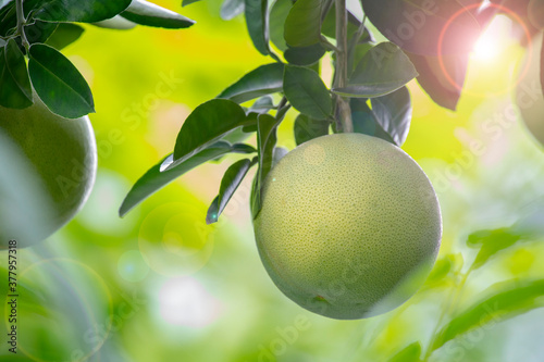 On the grapefruit tree, the grapefruit is fruity and full