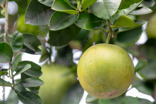 On the grapefruit tree, the grapefruit is fruity and full