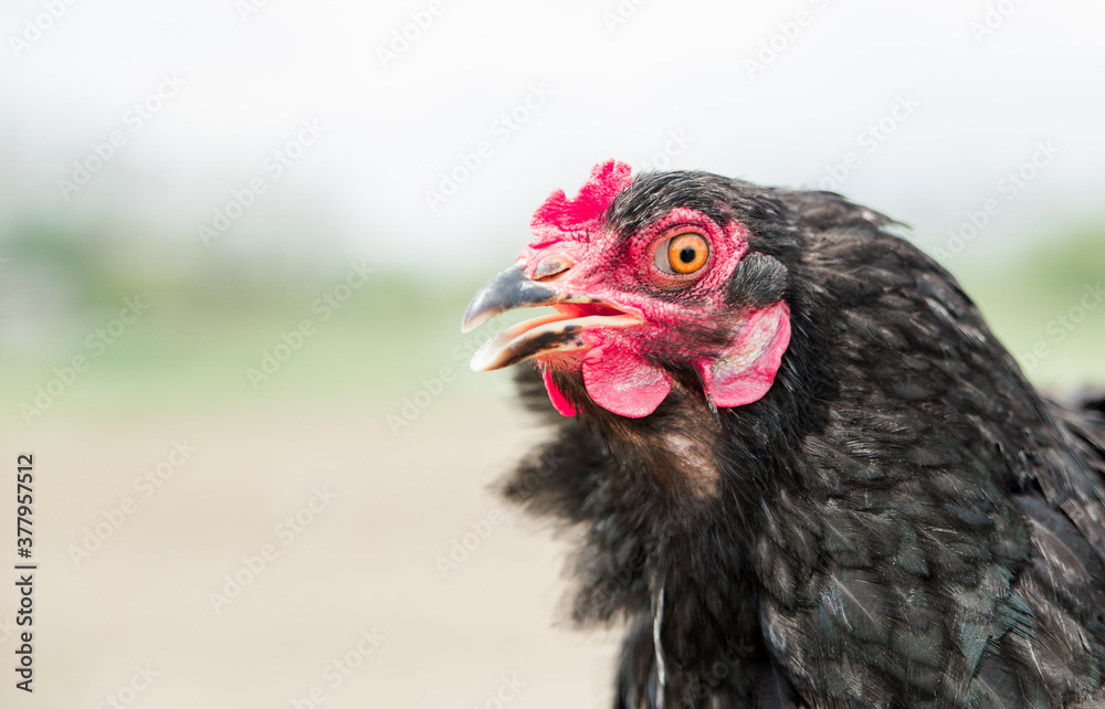 domestic black live chicken. close-up portrait.