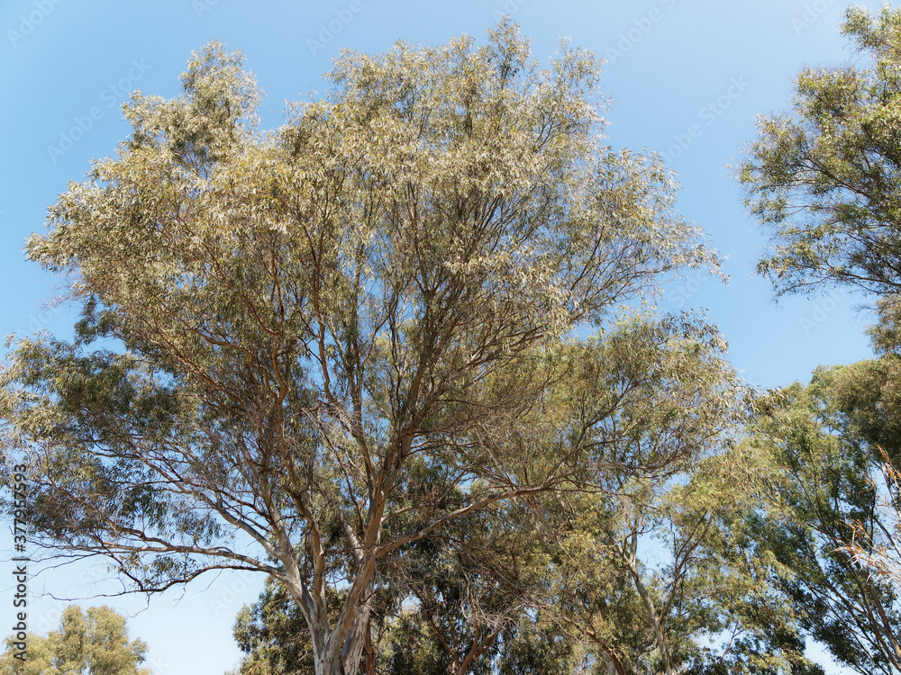 Eucalyptus globulus | Southern blue gum, on of largest tree in the blue sky with smooth bark, lance-shaped glossy green leaves trembling in the wind Eucalyptus globulus | Southern blue gum, on of largest tree in the blue sky with smooth bark, lance-shaped glossy green leaves trembling in the wind