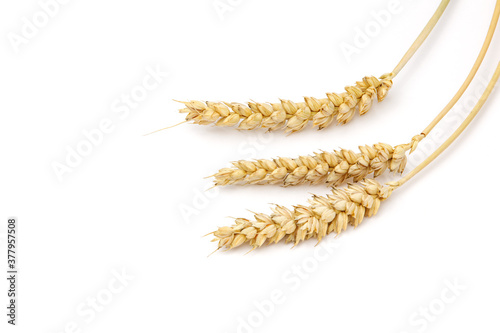 Wheat spikelets on white isolated background