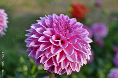 Fleur de dahlia en gros plan.