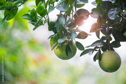 On the grapefruit tree, the grapefruit is fruity and full
