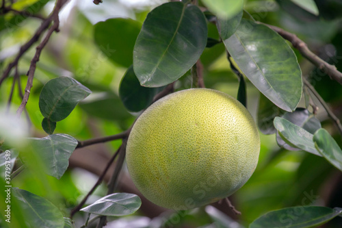 On the grapefruit tree, the grapefruit is fruity and full