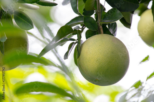 On the grapefruit tree, the grapefruit is fruity and full