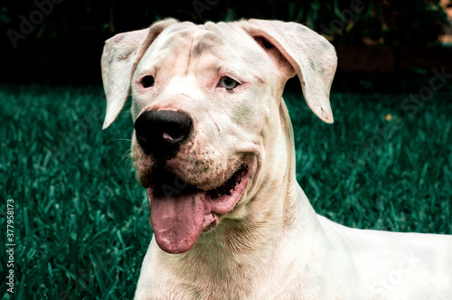 Retrato de perro blanco con lengua de fuera 