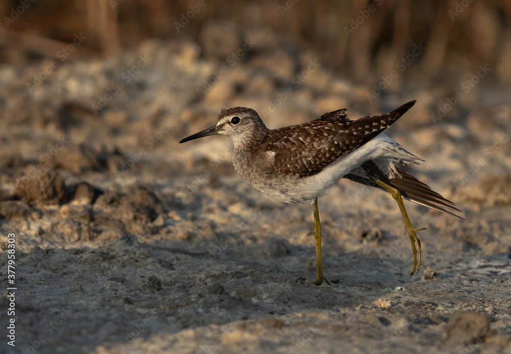Wood Sandpiper stretching its leg at Asker marsh, Bahrain Wood Sandpiper stretching its leg at Asker marsh, Bahrain