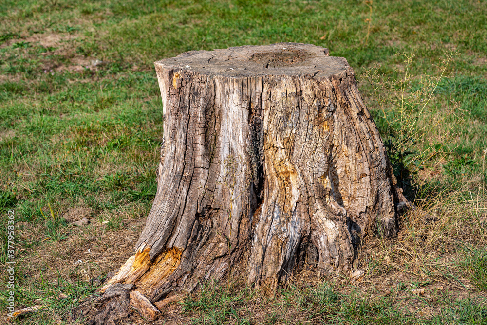 A cut and dry tree trunk growing in a grass field, nature destroyed. A cut and dry tree trunk growing in a grass field, nature destroyed.